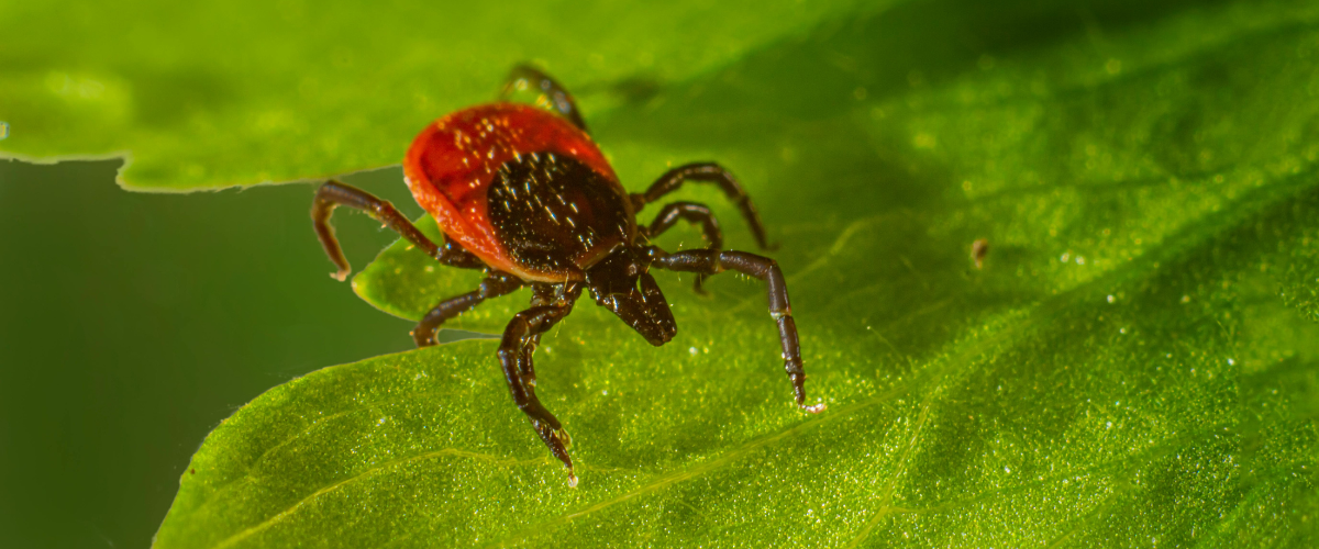 Blog-proti-klistatum-1